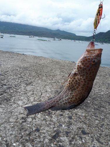 オオモンハタの釣果
