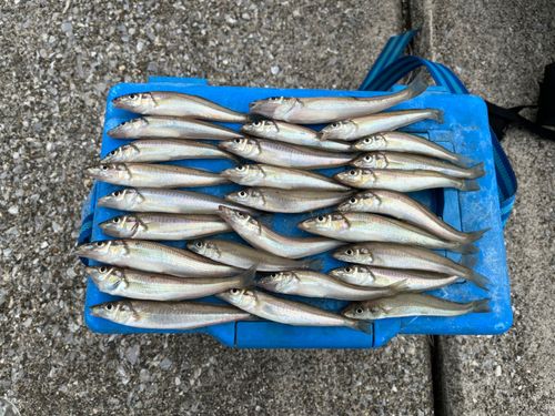 キスの釣果