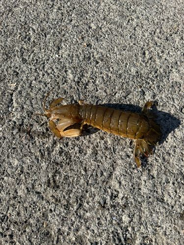 シャコの釣果