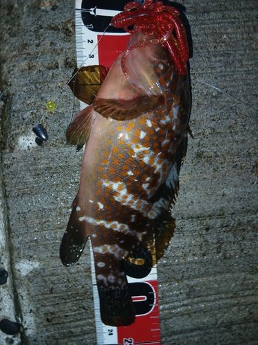 キジハタの釣果