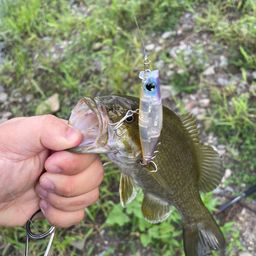 スモールマウスバス