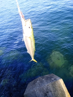 マサバの釣果