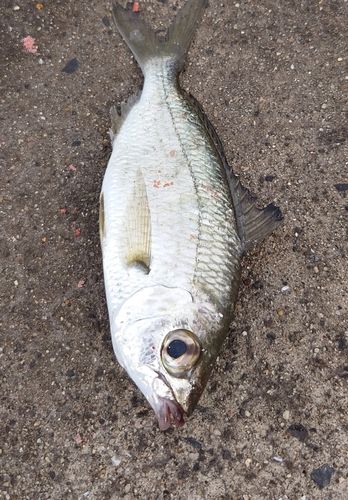 オオモンハタの釣果