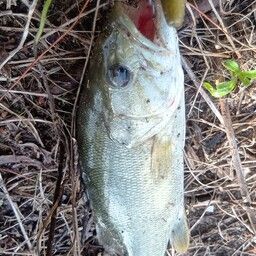 スモールマウスバス