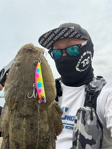 マゴチの釣果
