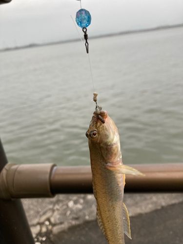 マハゼの釣果