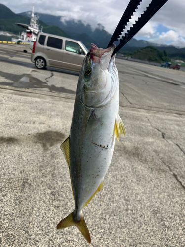 ワカシの釣果