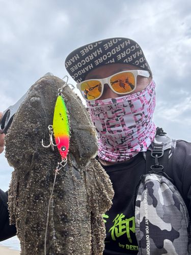 マゴチの釣果