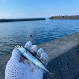 サバ