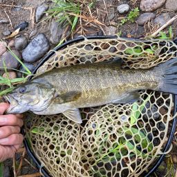 スモールマウスバス