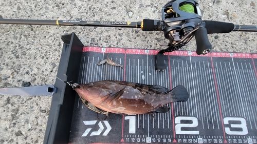 キジハタの釣果
