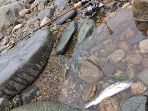 ヤマメの釣果