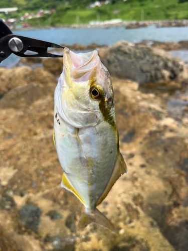 ネリゴの釣果