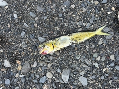 シイラの釣果