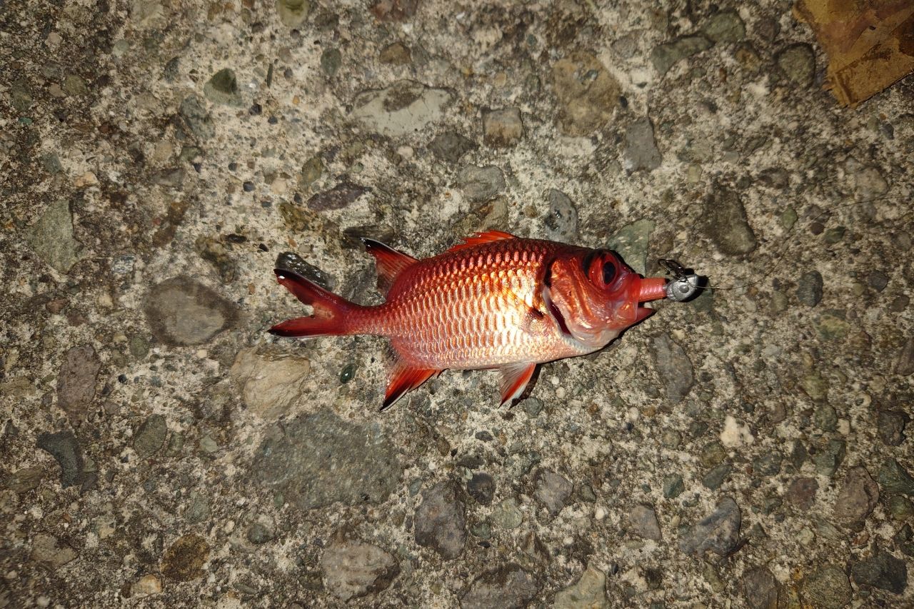 ナミマツカサ