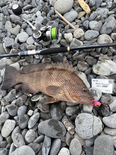 オオモンハタの釣果
