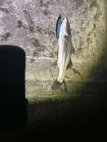 フッコ（マルスズキ）の釣果