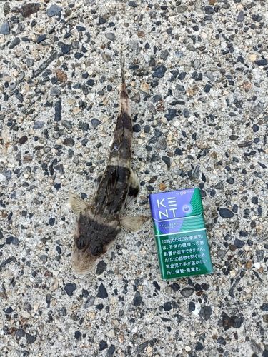 ワニゴチの釣果