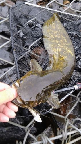 ナマズの釣果