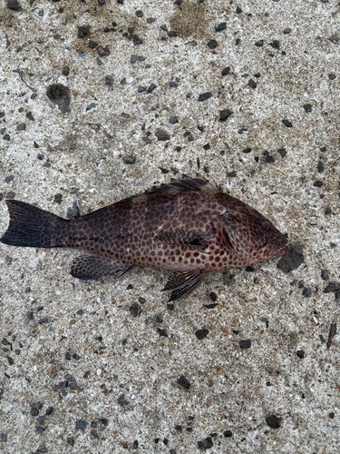オオモンハタの釣果