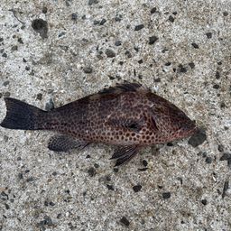 オオモンハタ