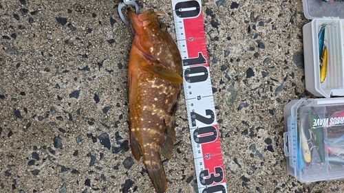 キジハタの釣果