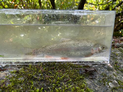 ニジマスの釣果