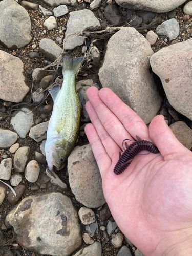 ラージマウスバスの釣果