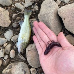 ラージマウスバス
