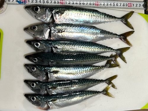 マサバの釣果