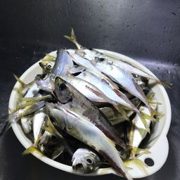 アジ