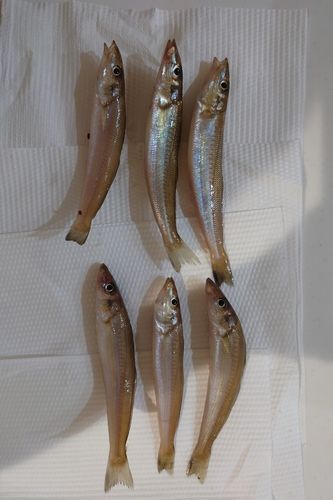キスの釣果