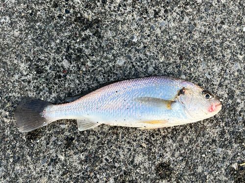 釣果