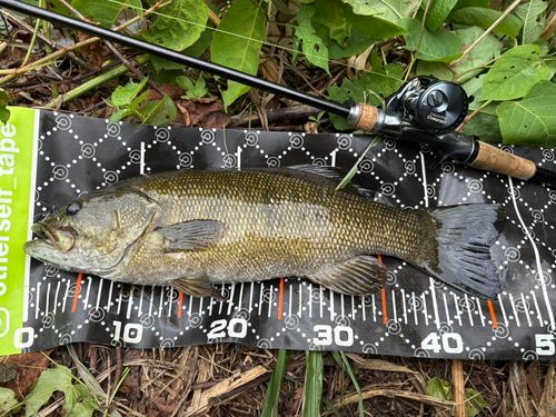 スモールマウスバスの釣果