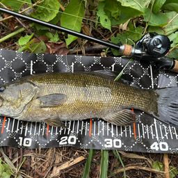 スモールマウスバス