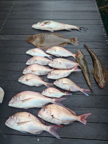 タイの釣果