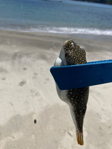 マゴチの釣果