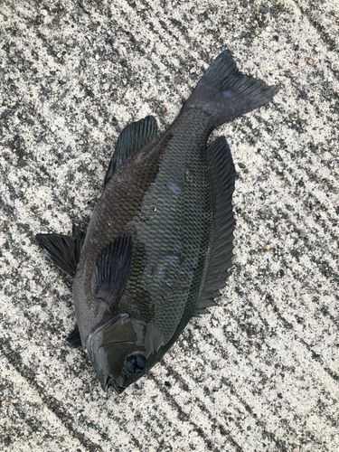 釣果