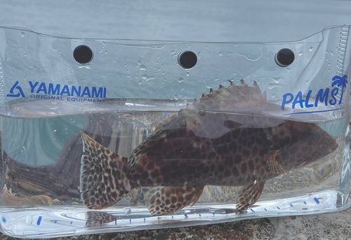 オオモンハタの釣果