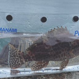 オオモンハタ
