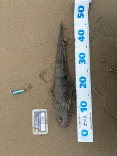 マゴチの釣果