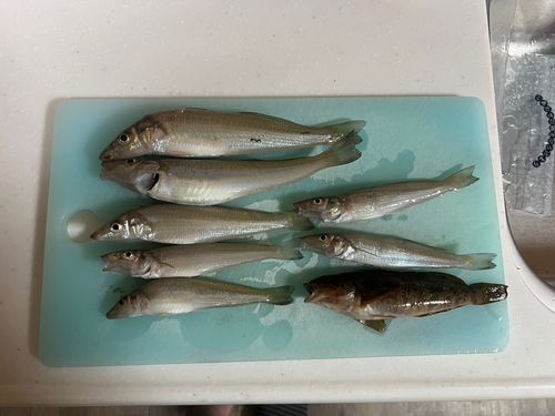 キスの釣果