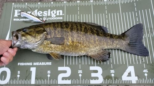 スモールマウスバスの釣果