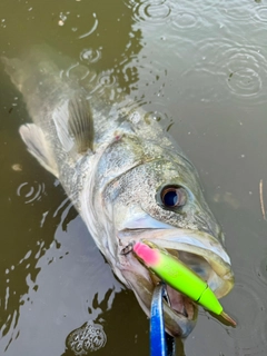 スズキの釣果