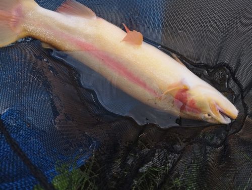 フィッシングエリア ウキウキランド