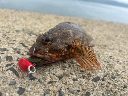 アラカブの釣果