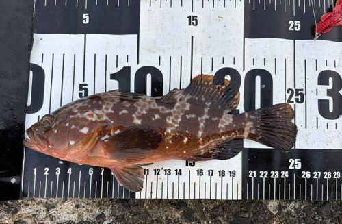 キジハタの釣果