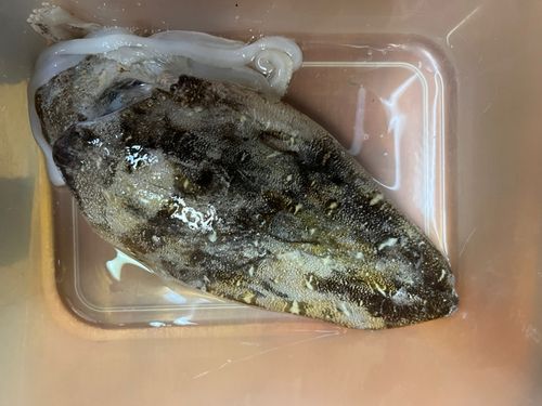 モンゴイカの釣果