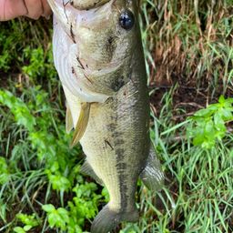 ラージマウスバス