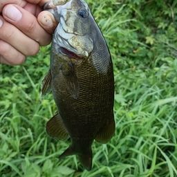 スモールマウスバス